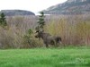 moose visit