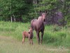 Moose and young in back yard